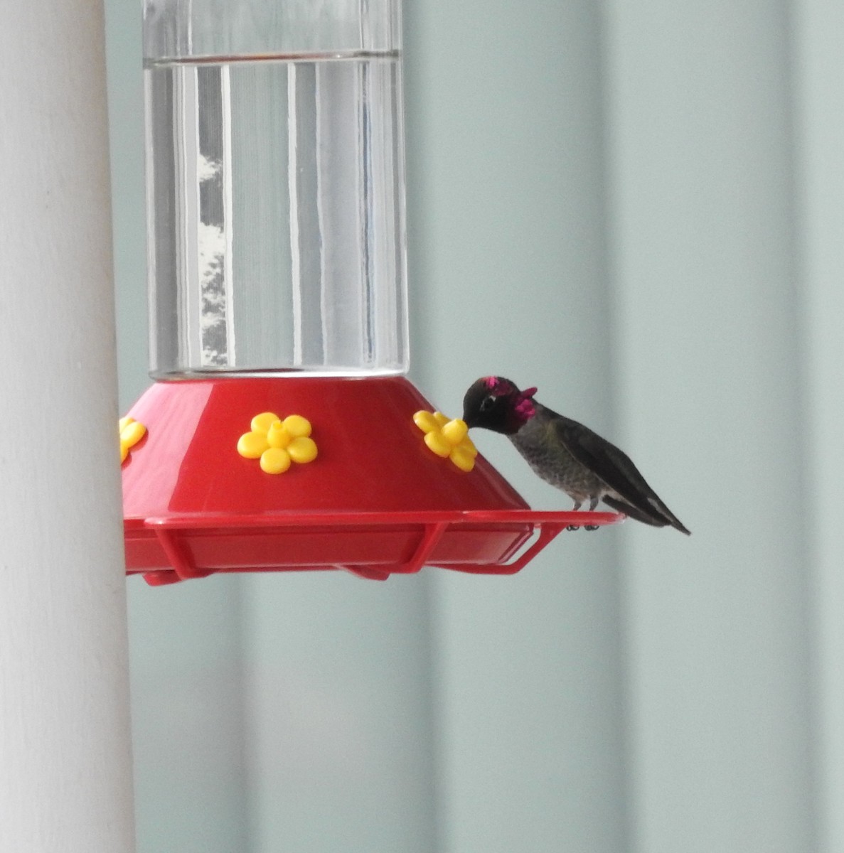 Anna's Hummingbird - ML613892844