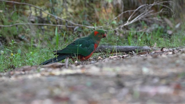 Australian King-Parrot - ML613892848