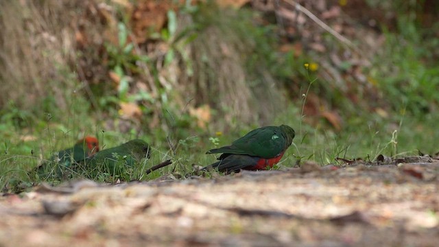 Australian King-Parrot - ML613892849