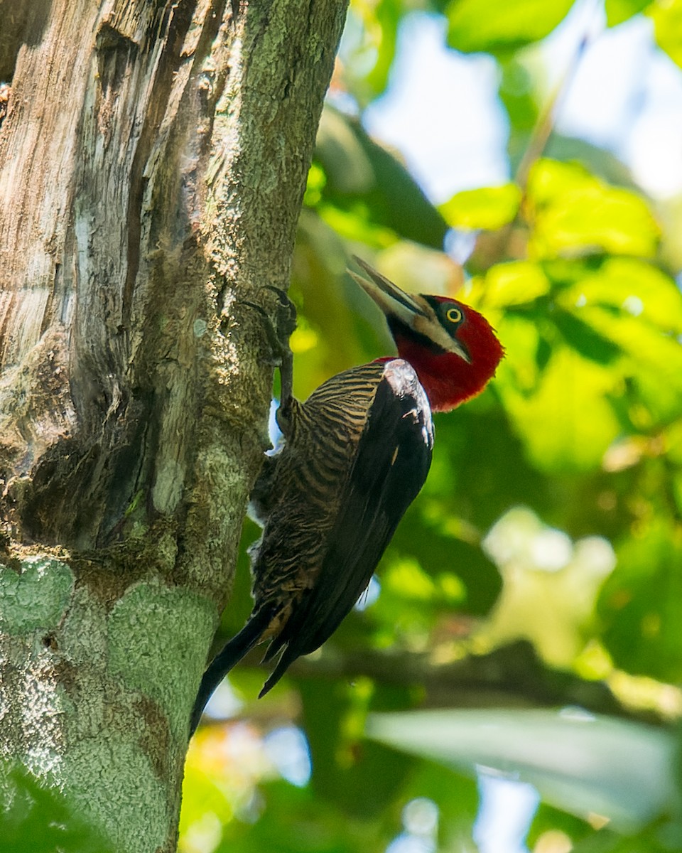 Robust Woodpecker - Marcelo  Telles