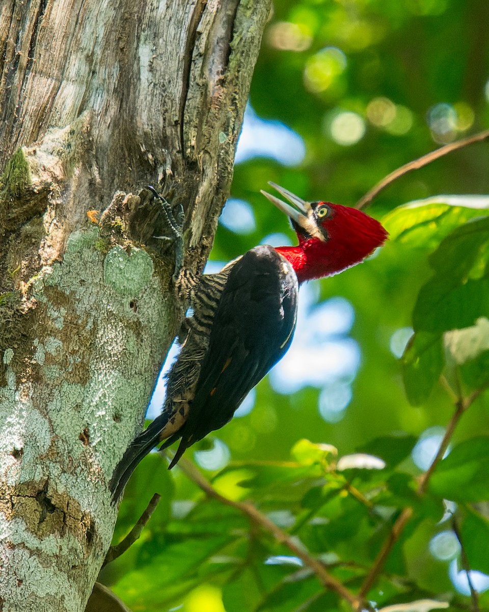 Robust Woodpecker - Marcelo  Telles