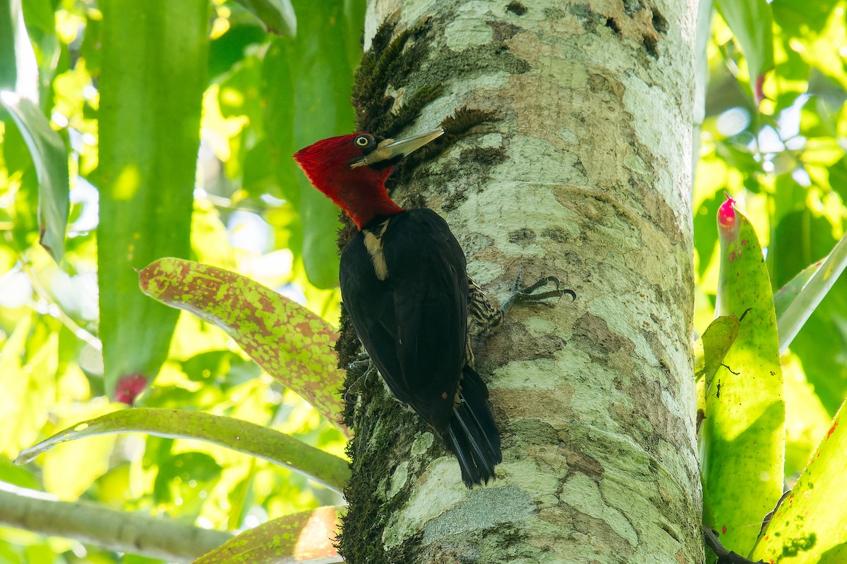 Robust Woodpecker - Marcelo  Telles