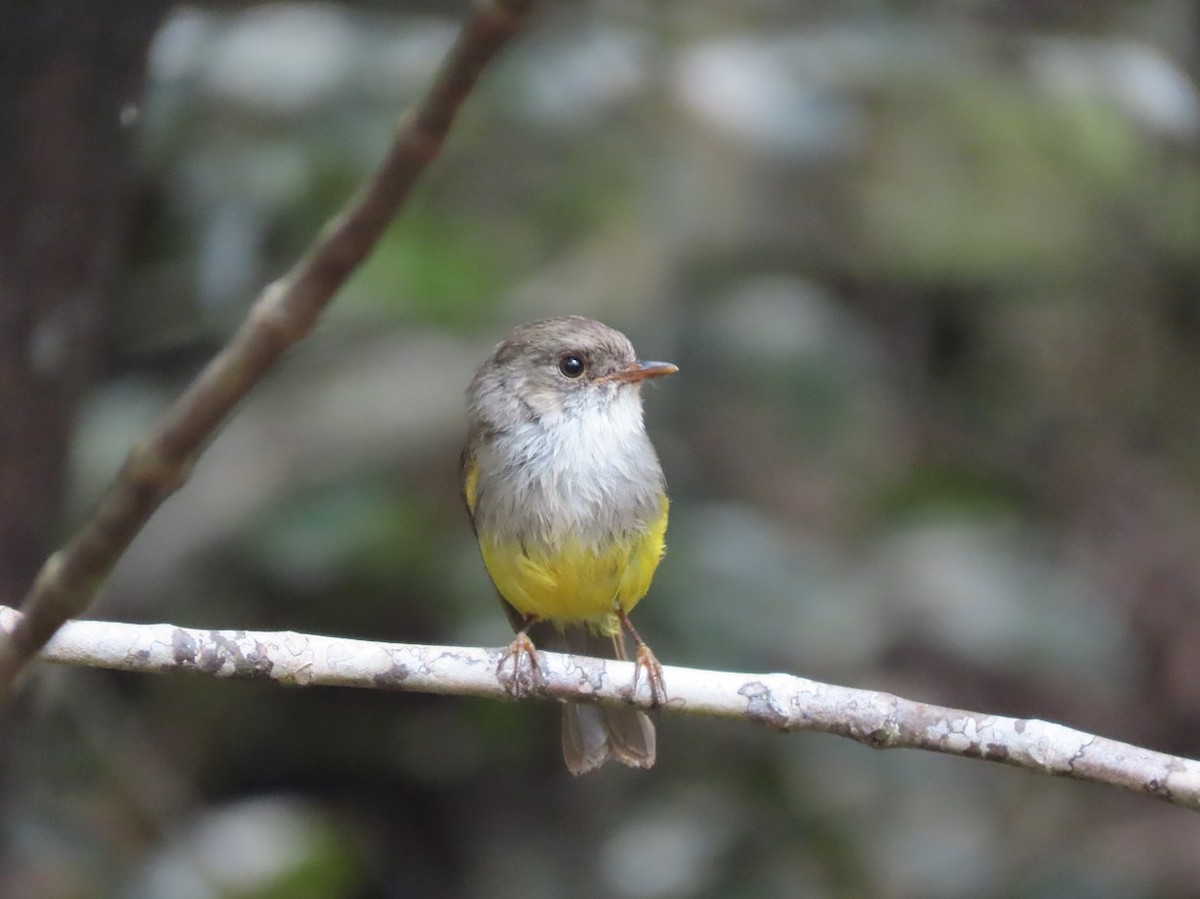 Yellow-bellied Flyrobin - ML613892916