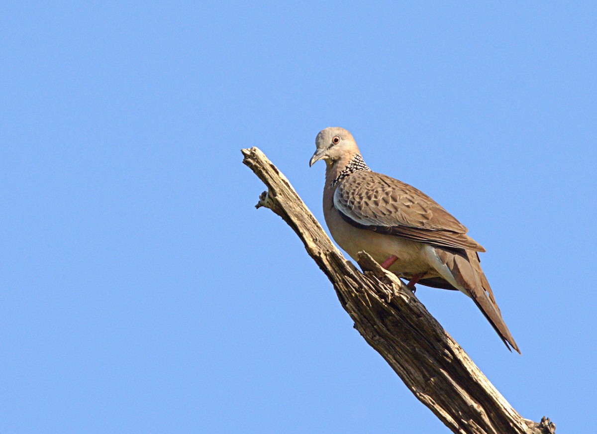 Spotted Dove - ML613892943