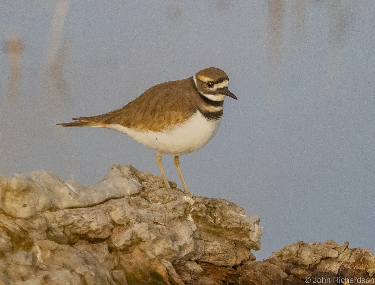 Killdeer - ML613892971