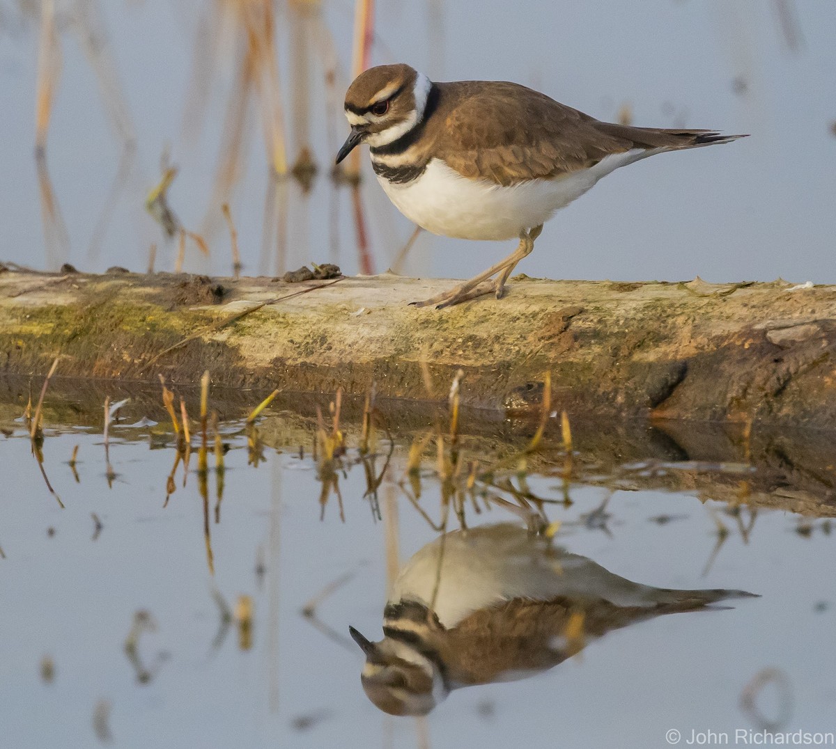 Killdeer - ML613892972