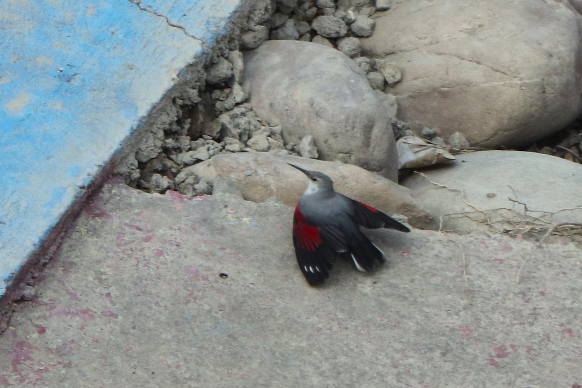 Wallcreeper - ML613892985