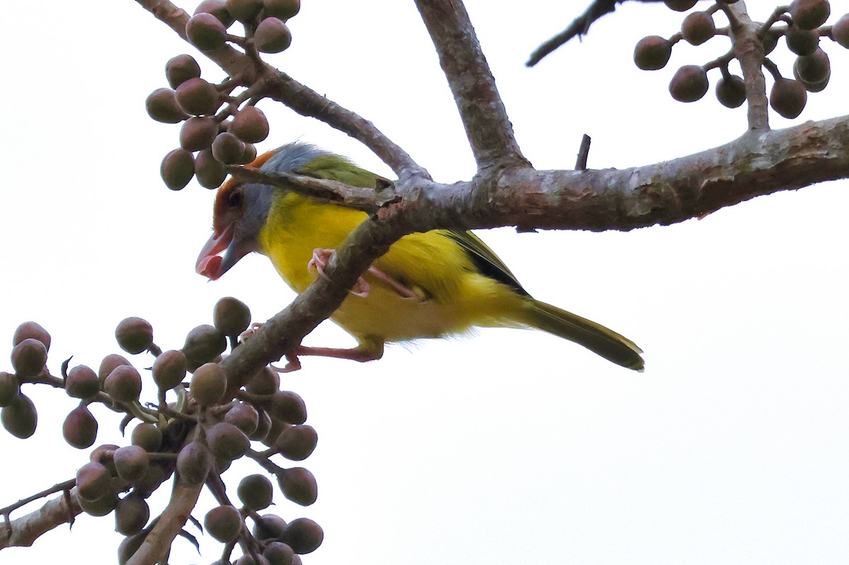 Rufous-browed Peppershrike - ML613893014