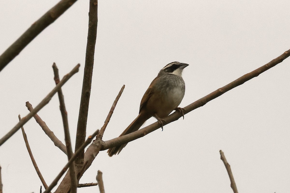 Stripe-headed Sparrow - ML613893032