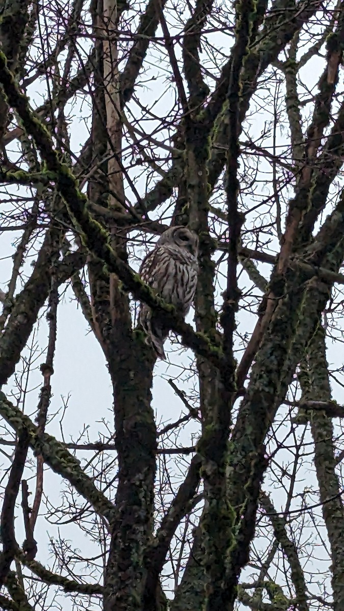 Barred Owl - ML613893081