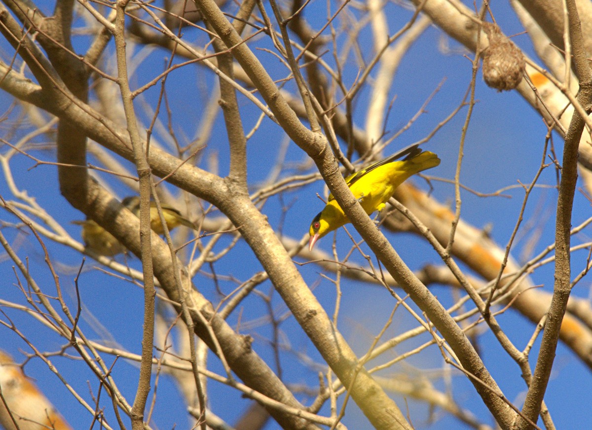 Black-naped Oriole - ML613893088