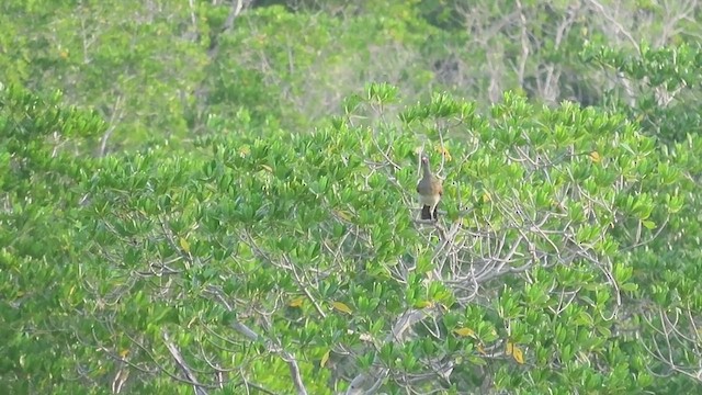 White-bellied Chachalaca - ML613893165