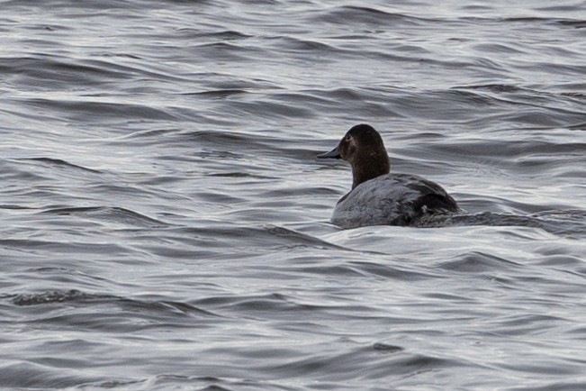 Canvasback - Ryan Green