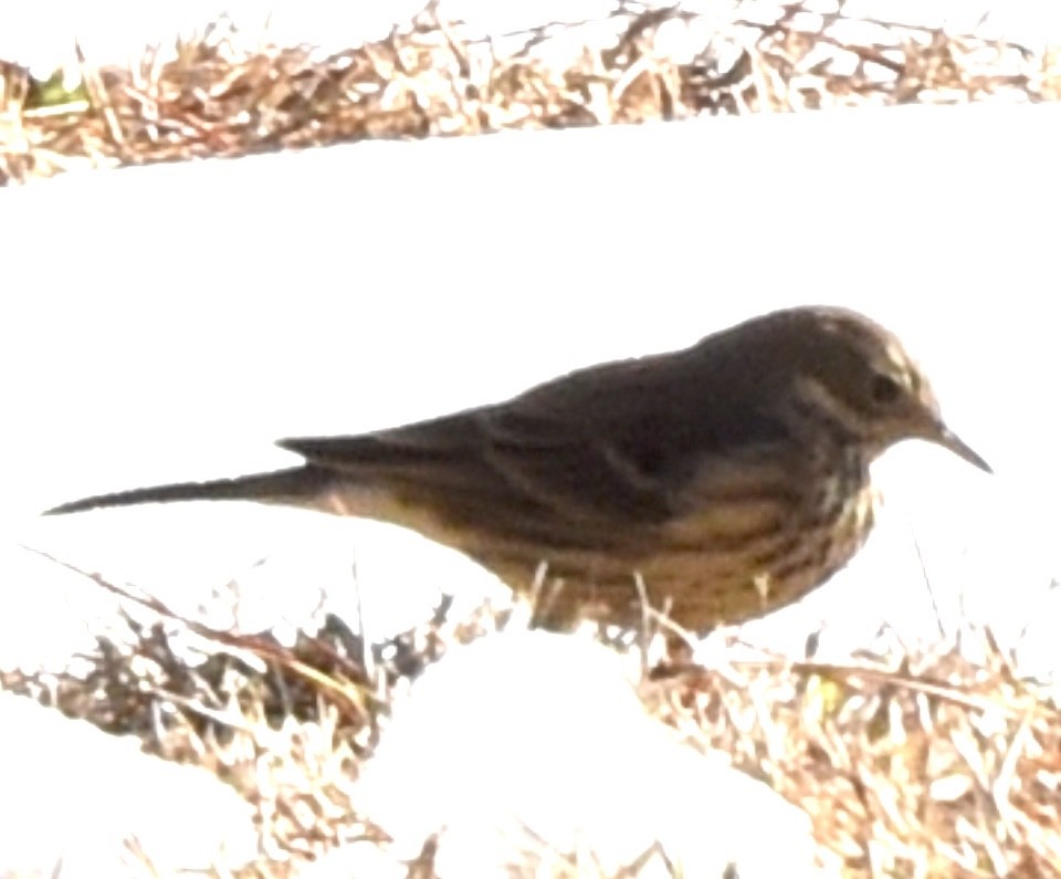 American Pipit - ML613893288