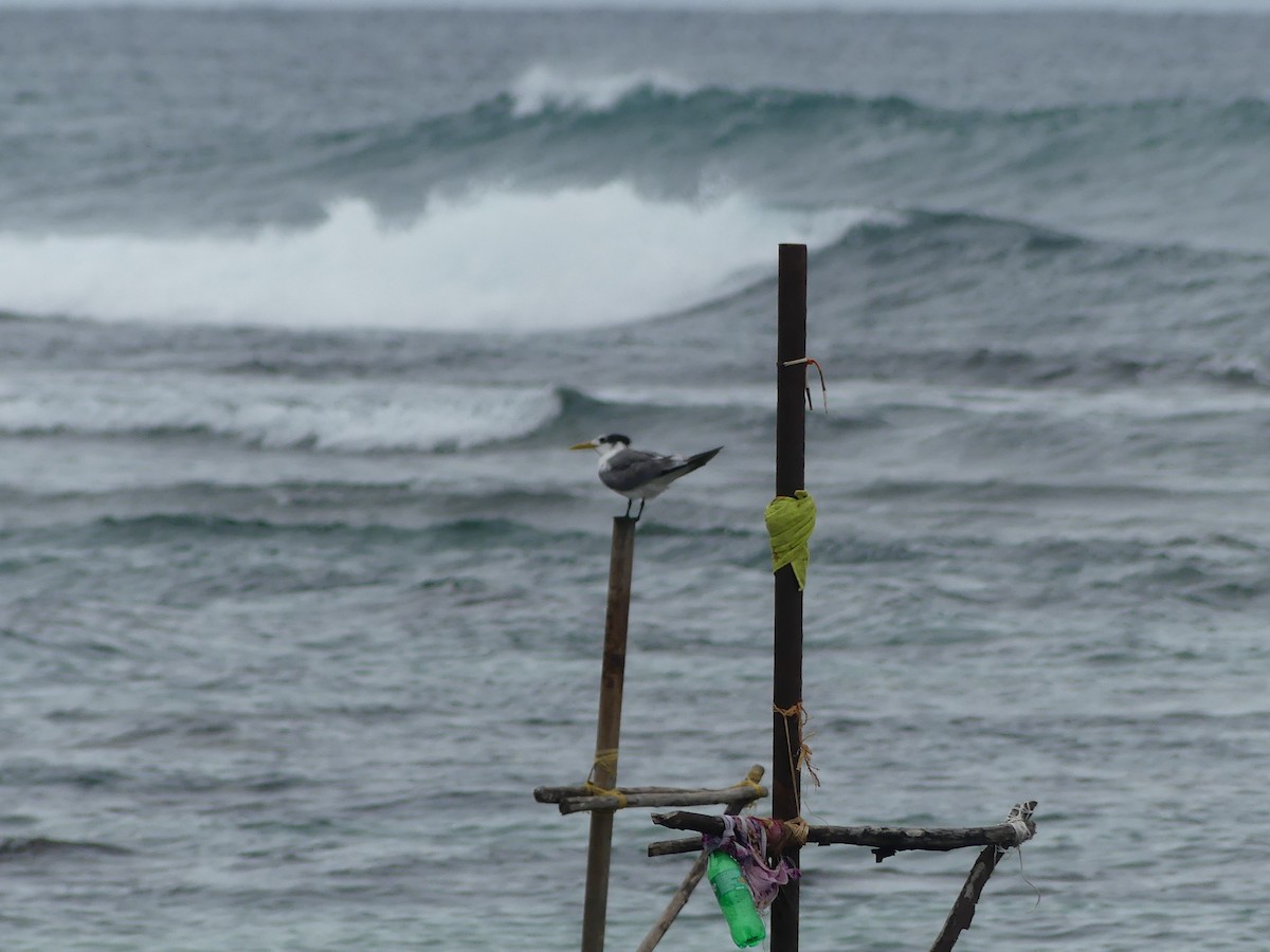 Great Crested Tern - ML613893389