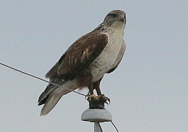 Ferruginous Hawk - ML613893522