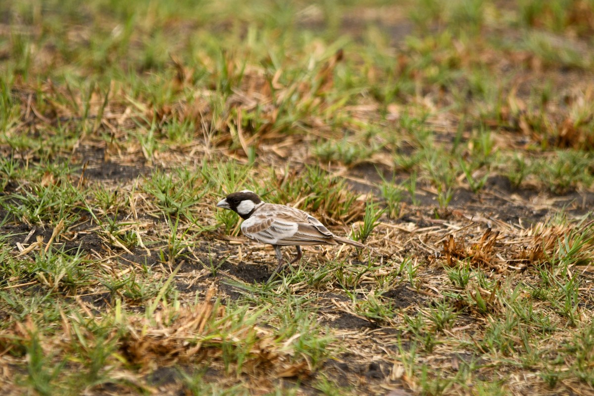 Gray-backed Sparrow-Lark - ML613893531