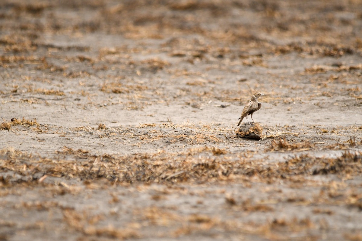 Gray-backed Sparrow-Lark - ML613893532