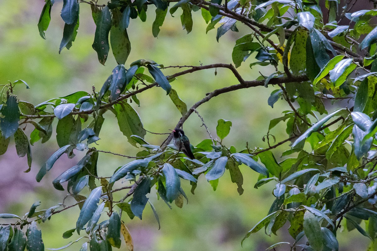 White-eared Hummingbird - ML613893550