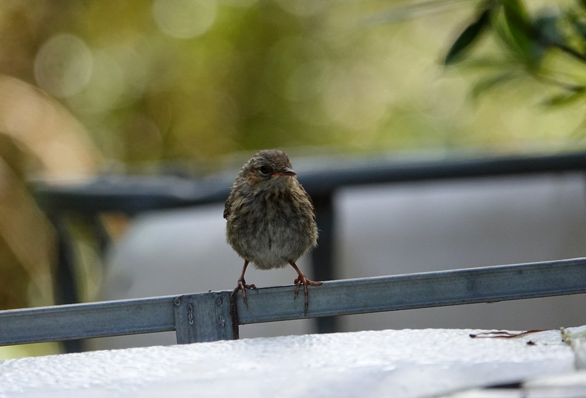 Dunnock - ML613893564