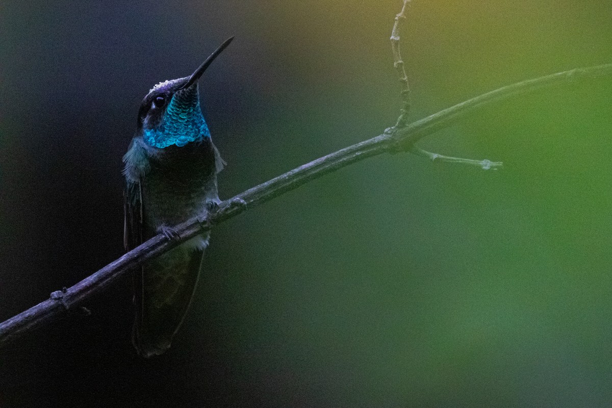 Colibrí Magnífico - ML613893571