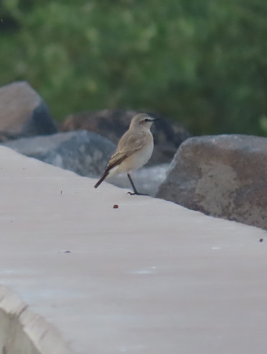 Isabelline Wheatear - ML613893576