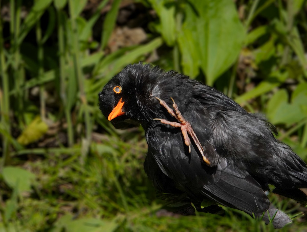 Eurasian Blackbird - ML613893609