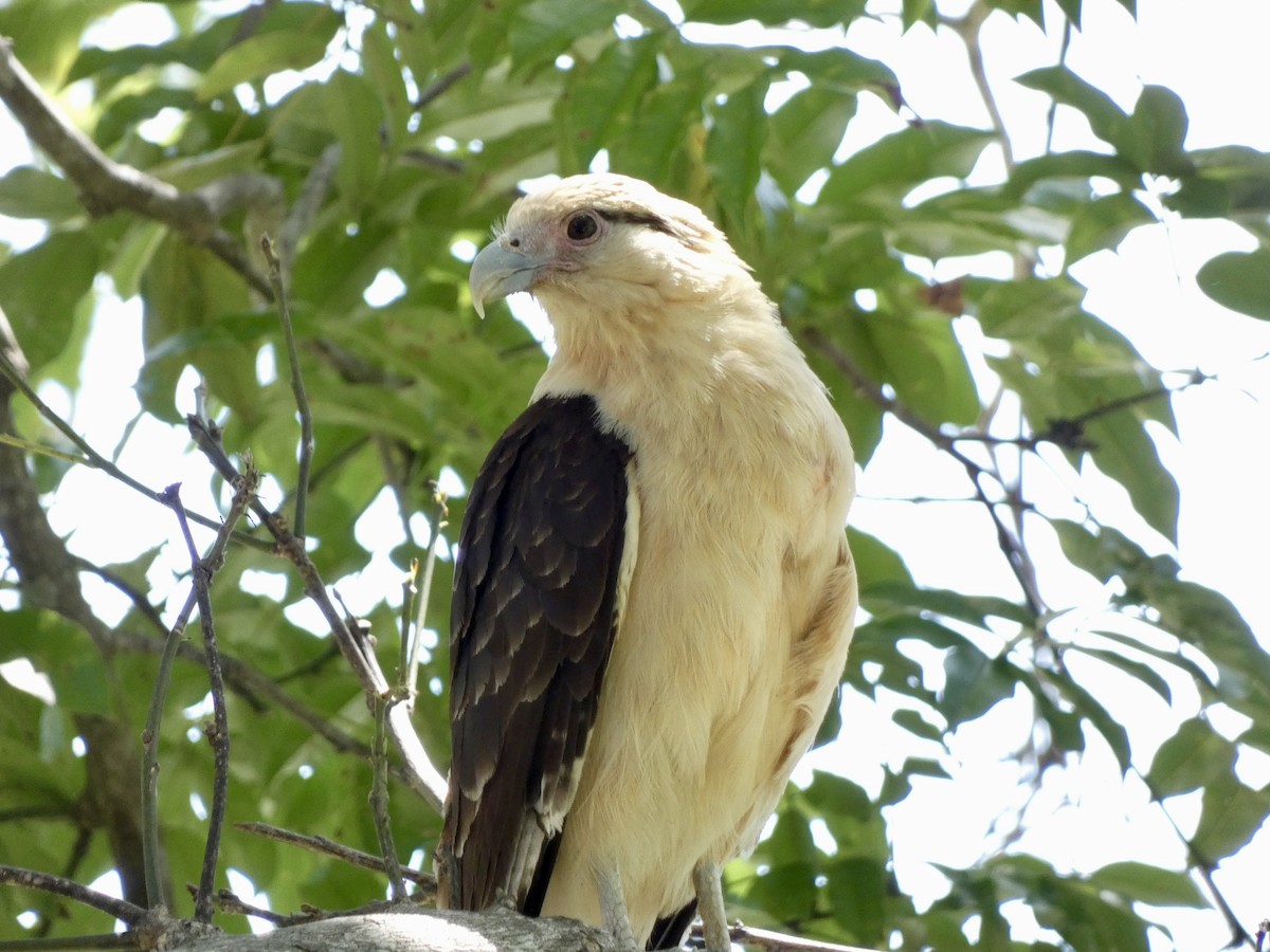 Yellow-headed Caracara - ML613893633