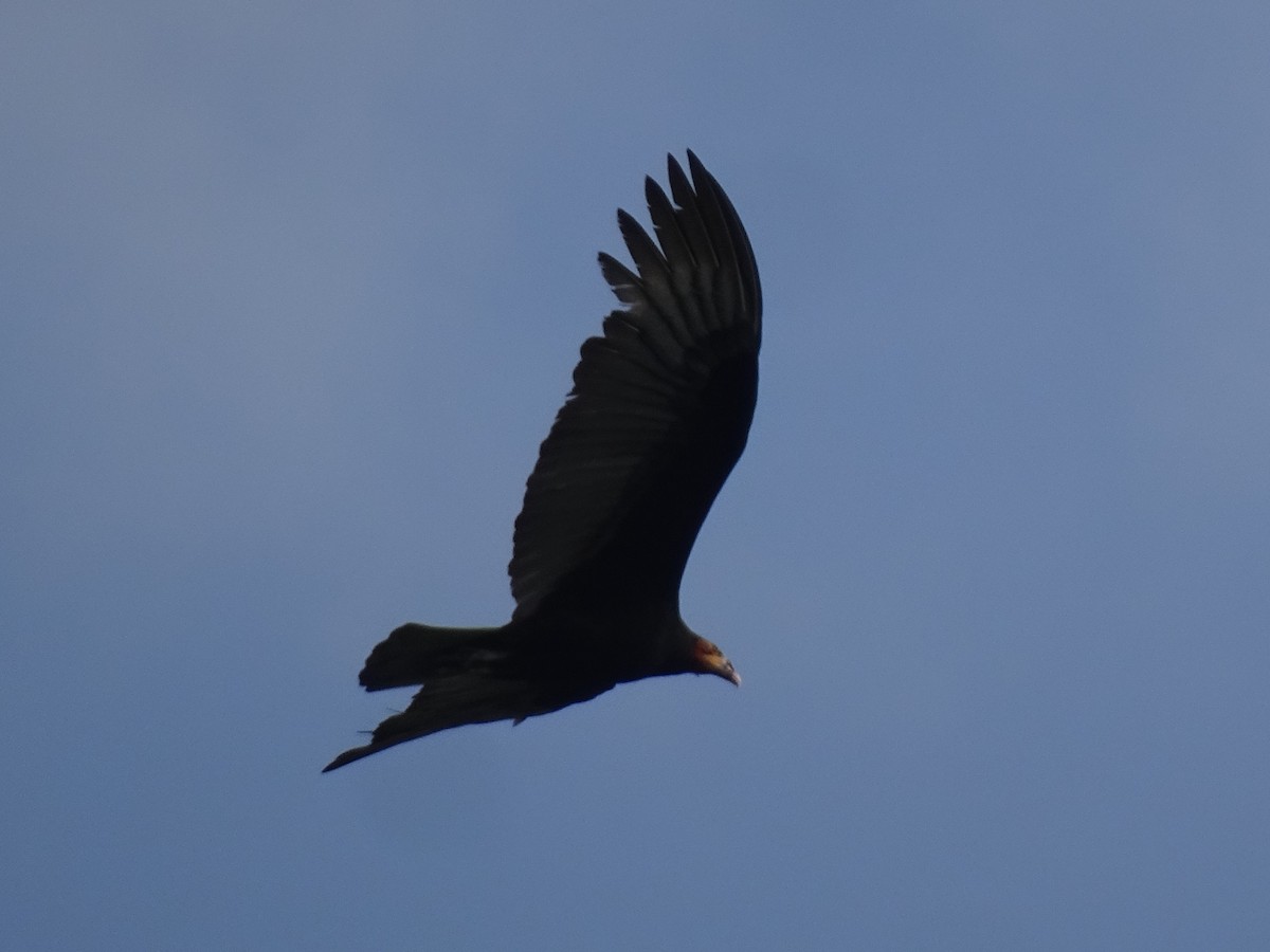 Lesser Yellow-headed Vulture - ML613893658