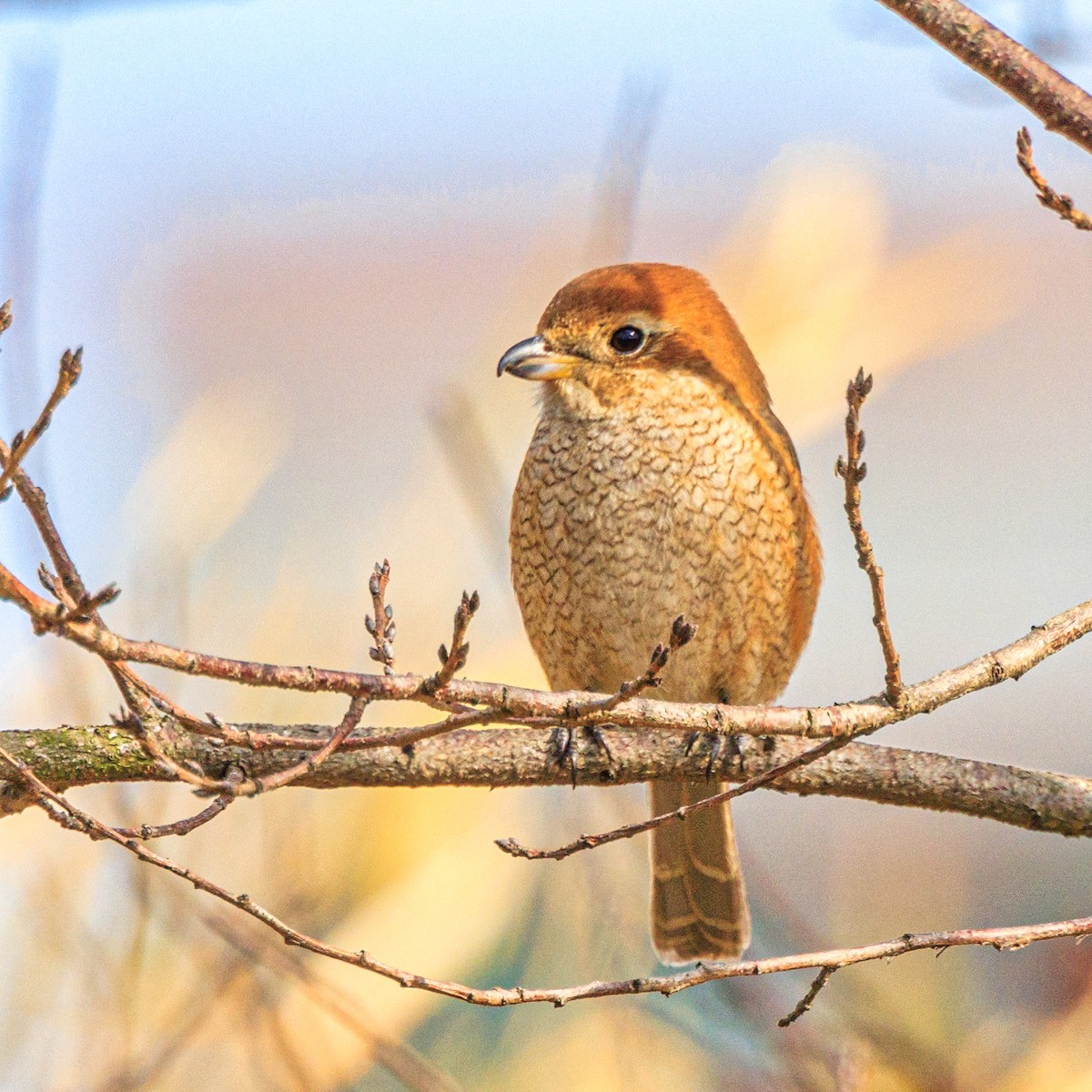 Bull-headed Shrike - ML613893723