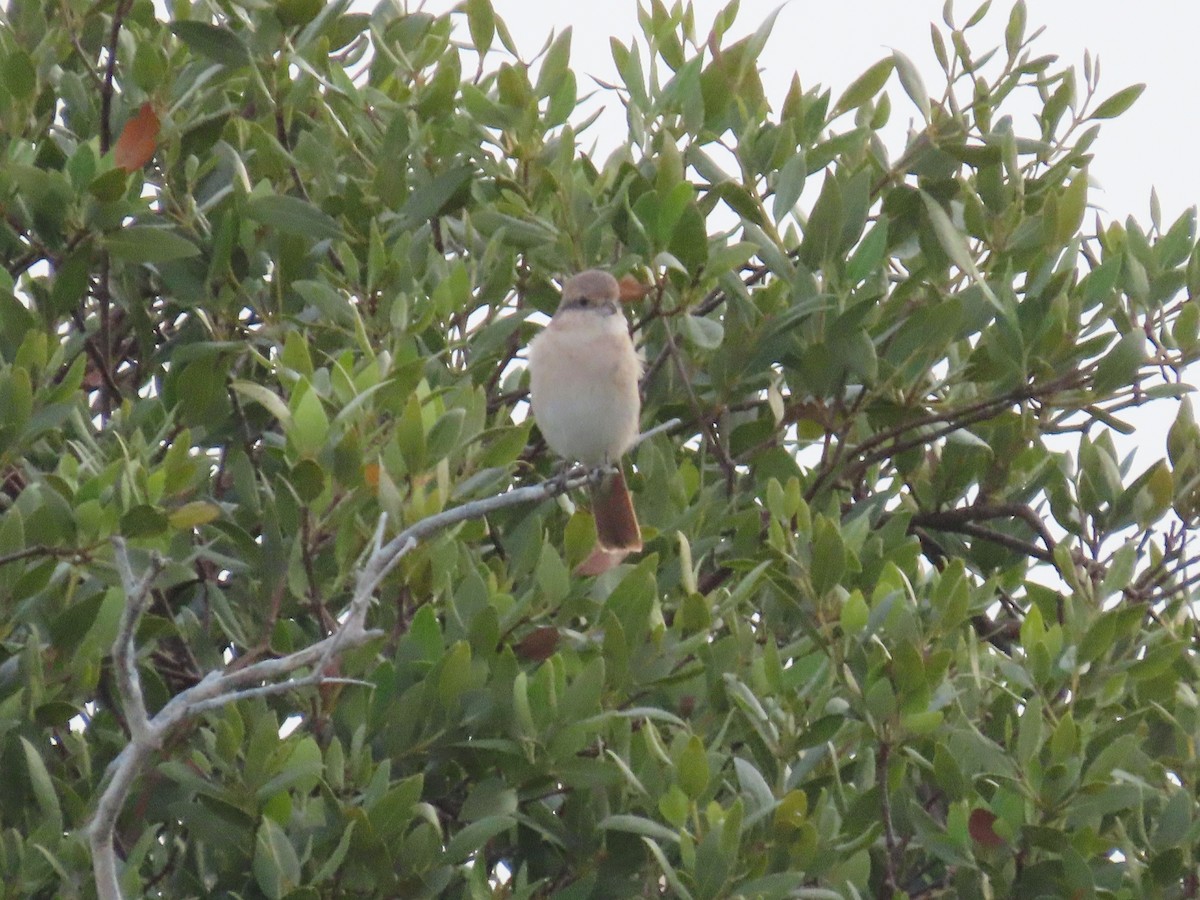 Isabelline Shrike - ML613893733