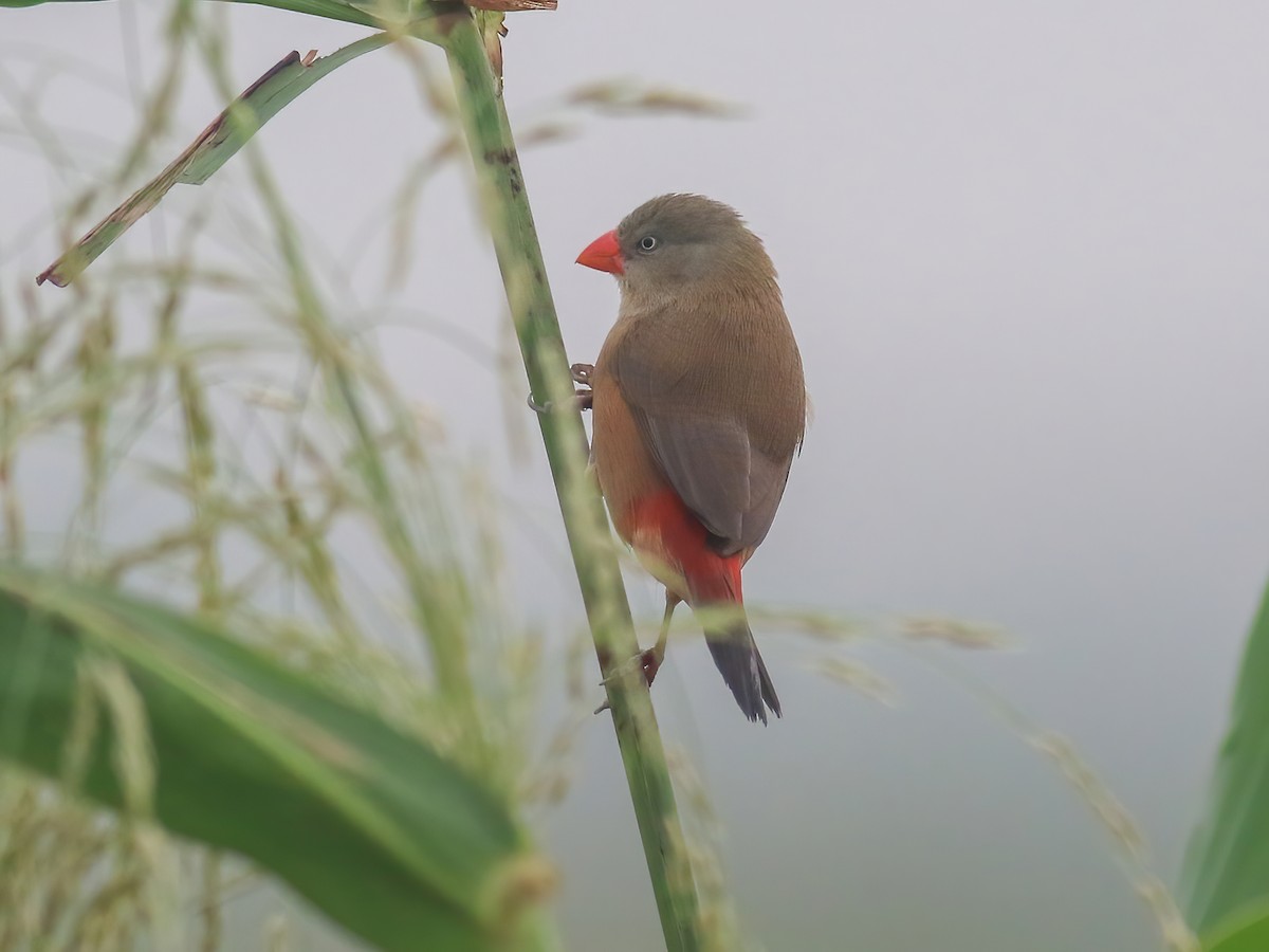 Anambra Waxbill