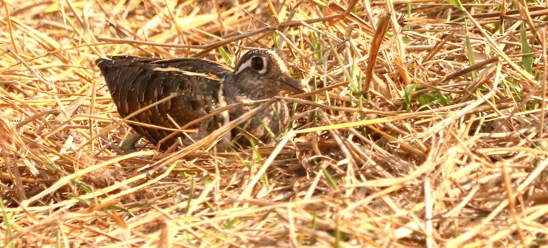 Greater Painted-Snipe - ML613893987