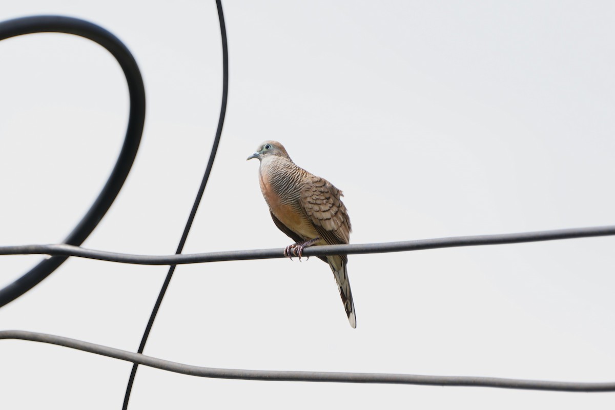 Zebra Dove - ML613894087