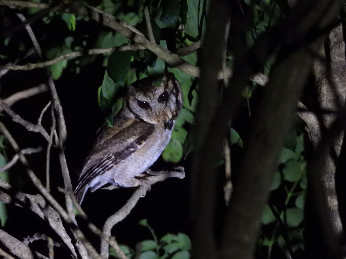 Collared Scops-Owl - ML613894214