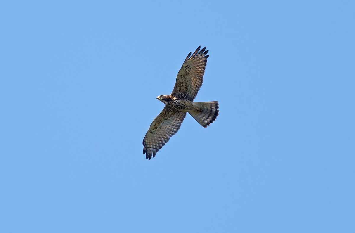 Gray-faced Buzzard - ML613894230