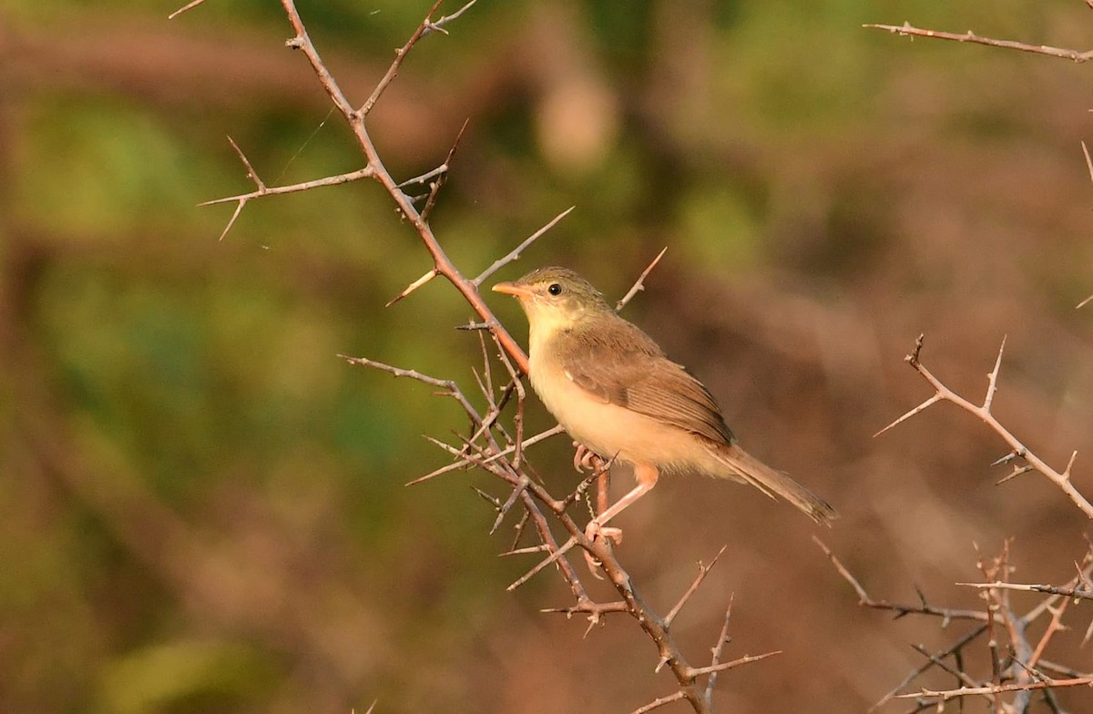 Booted/Sykes's Warbler - ML613894231