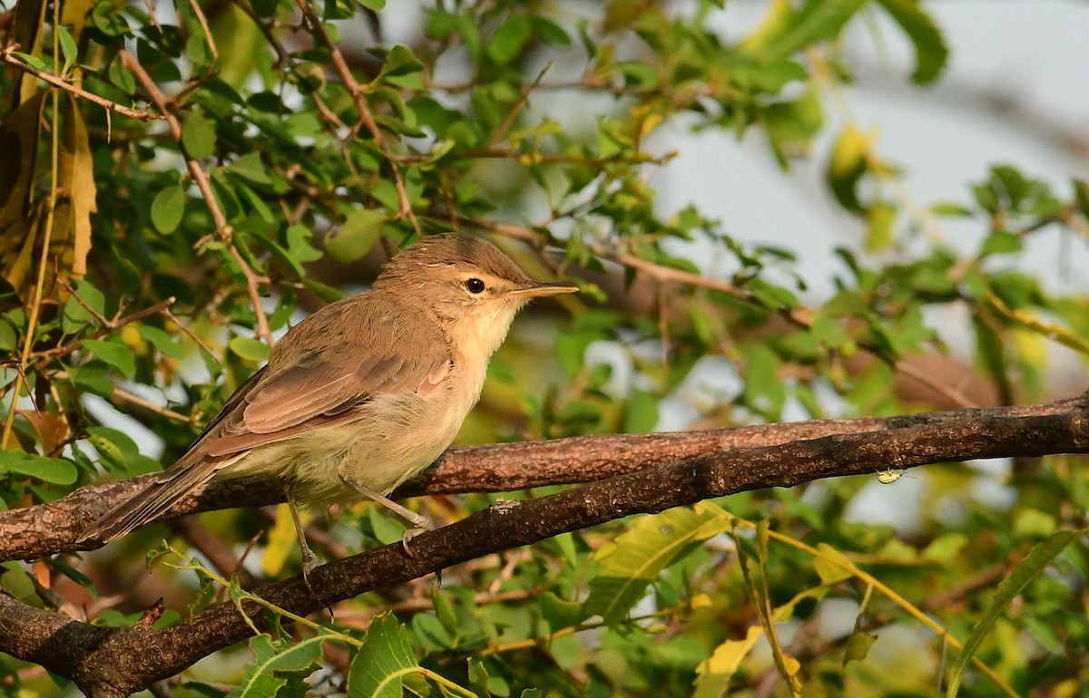 Booted/Sykes's Warbler - ML613894232