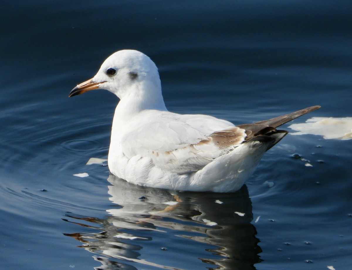 Black-headed Gull - ML613894279