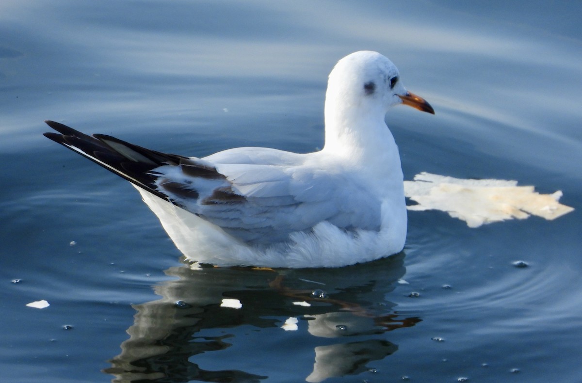 Black-headed Gull - ML613894280
