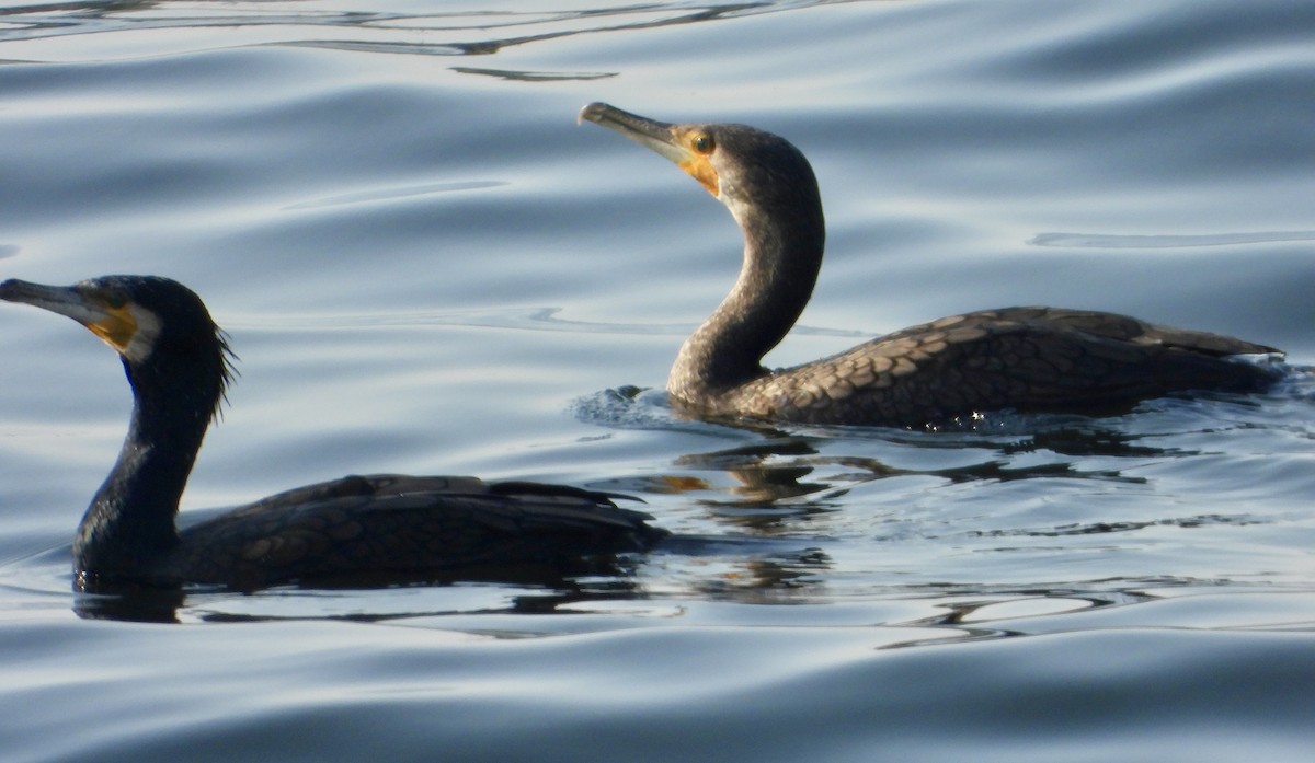 Great Cormorant - ML613894282