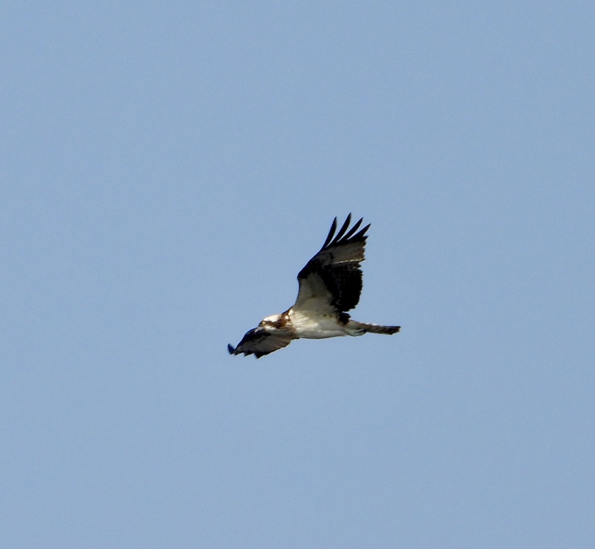 Osprey - ML613894288