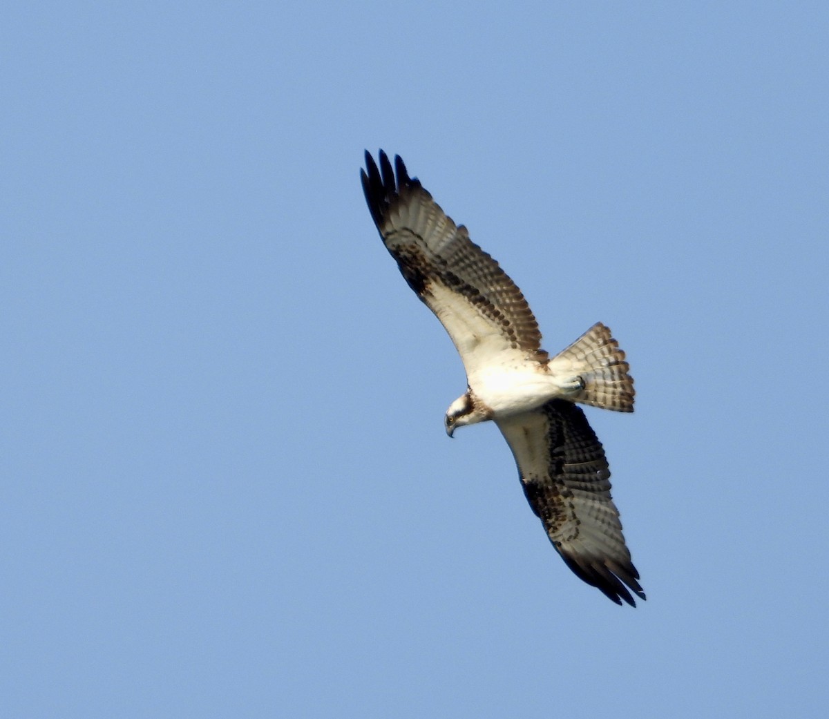 Osprey - ML613894289