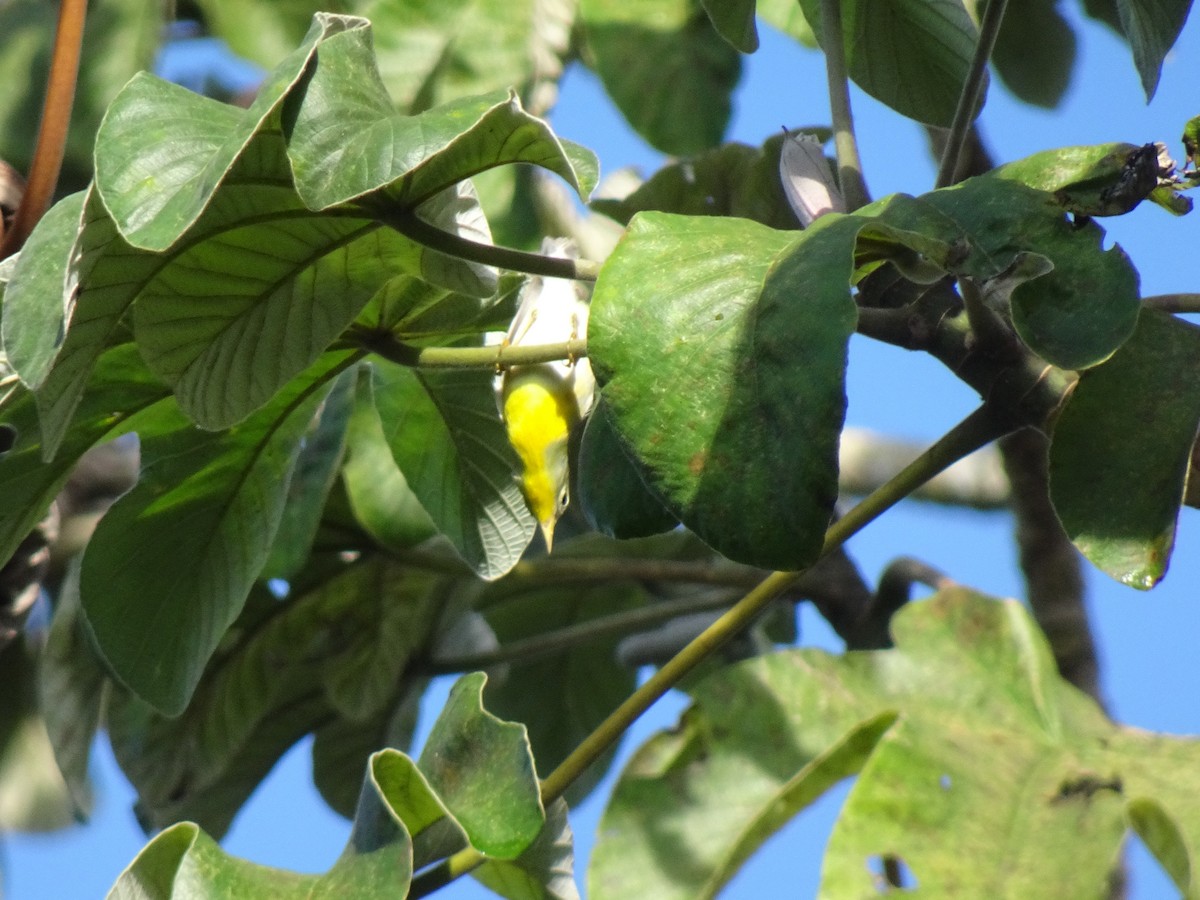 Northern Parula - ML613894298