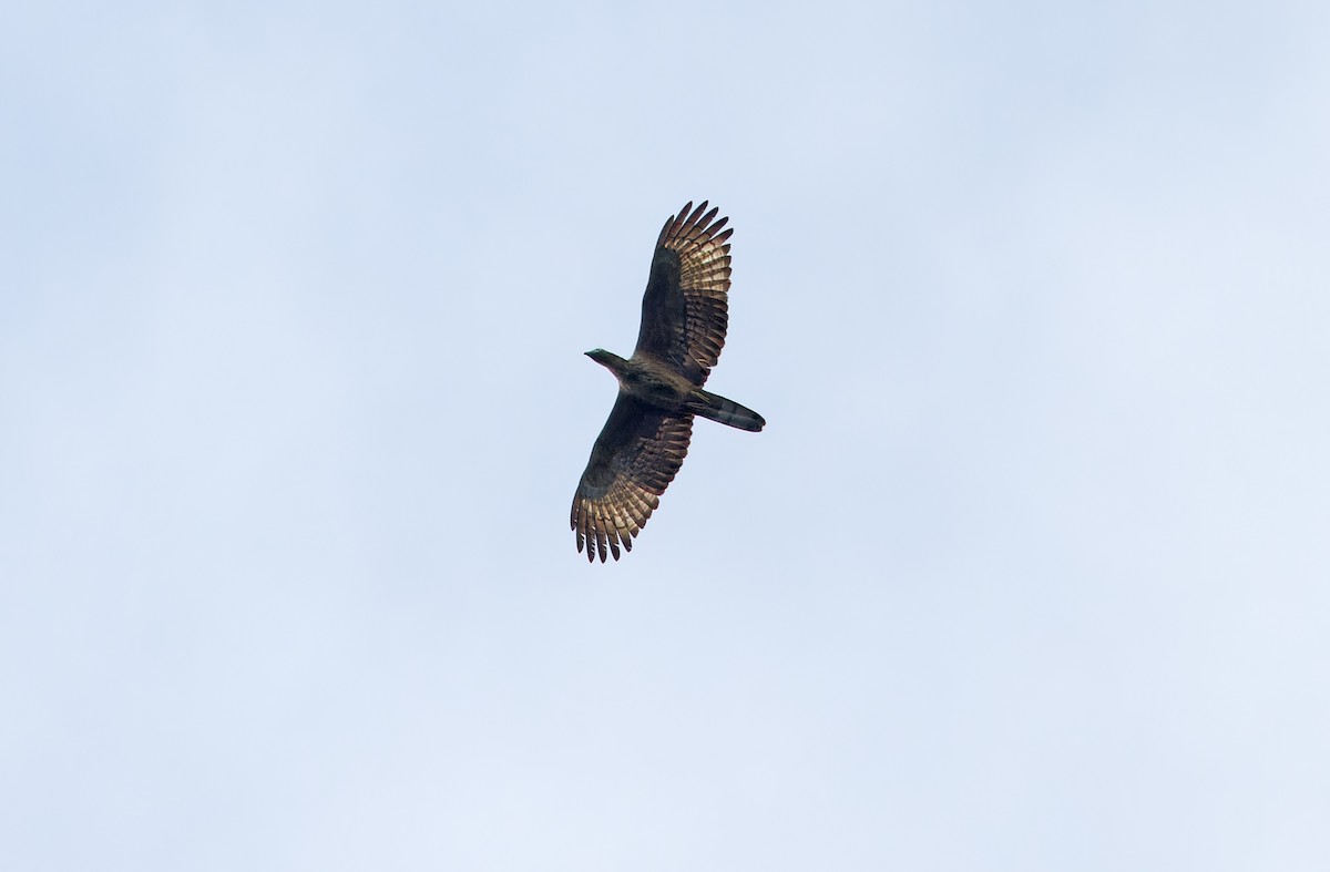 Oriental Honey-buzzard - Robert Hutchinson