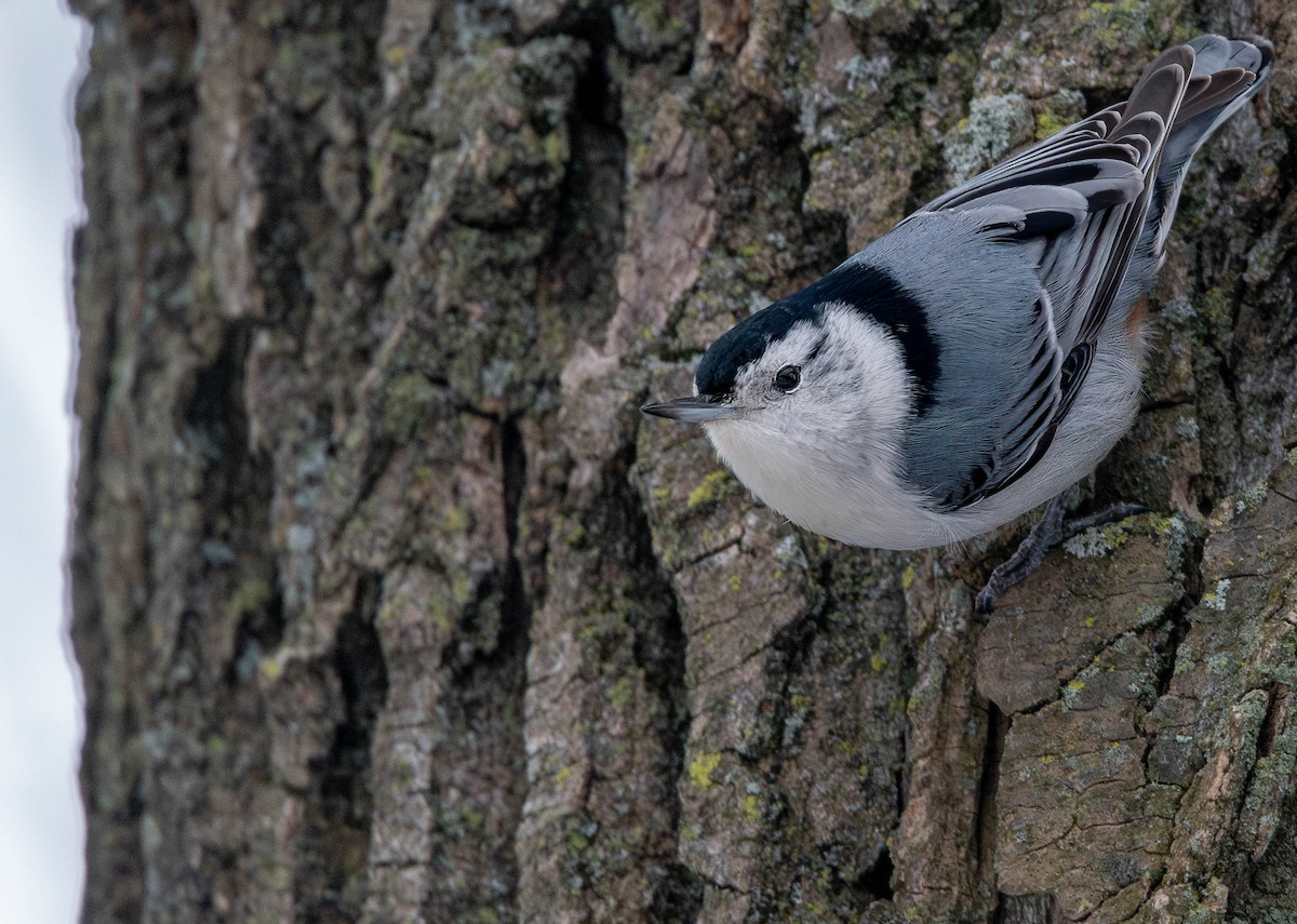 White-breasted Nuthatch (Eastern) - ML613894405