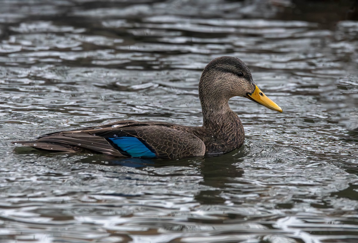 Canard noir - ML613894408