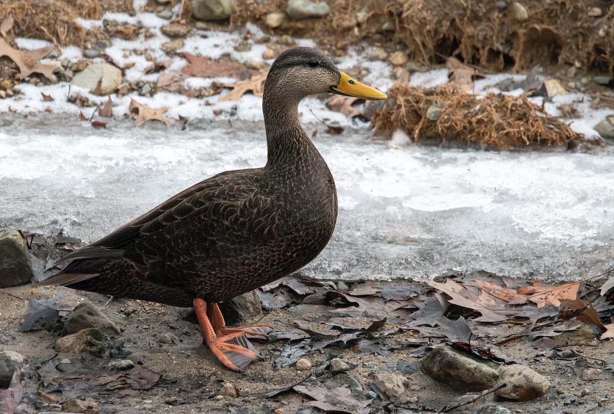 Canard noir - ML613894410