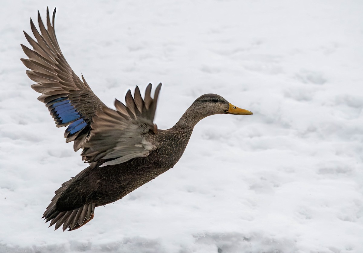 American Black Duck - Henry Witsken