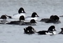 Barrow's Goldeneye - ML613894496